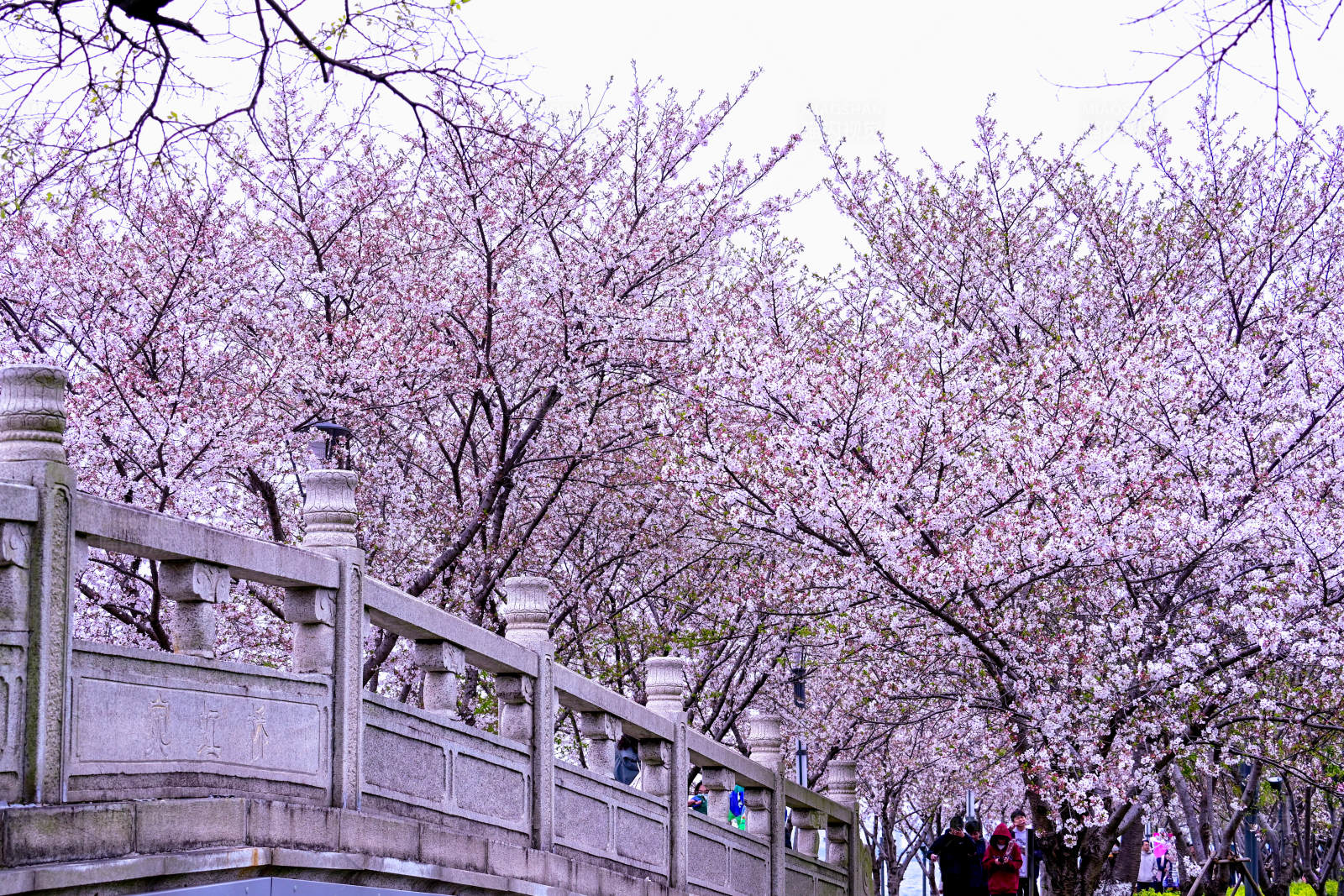 樱花桥畔春意浓图片