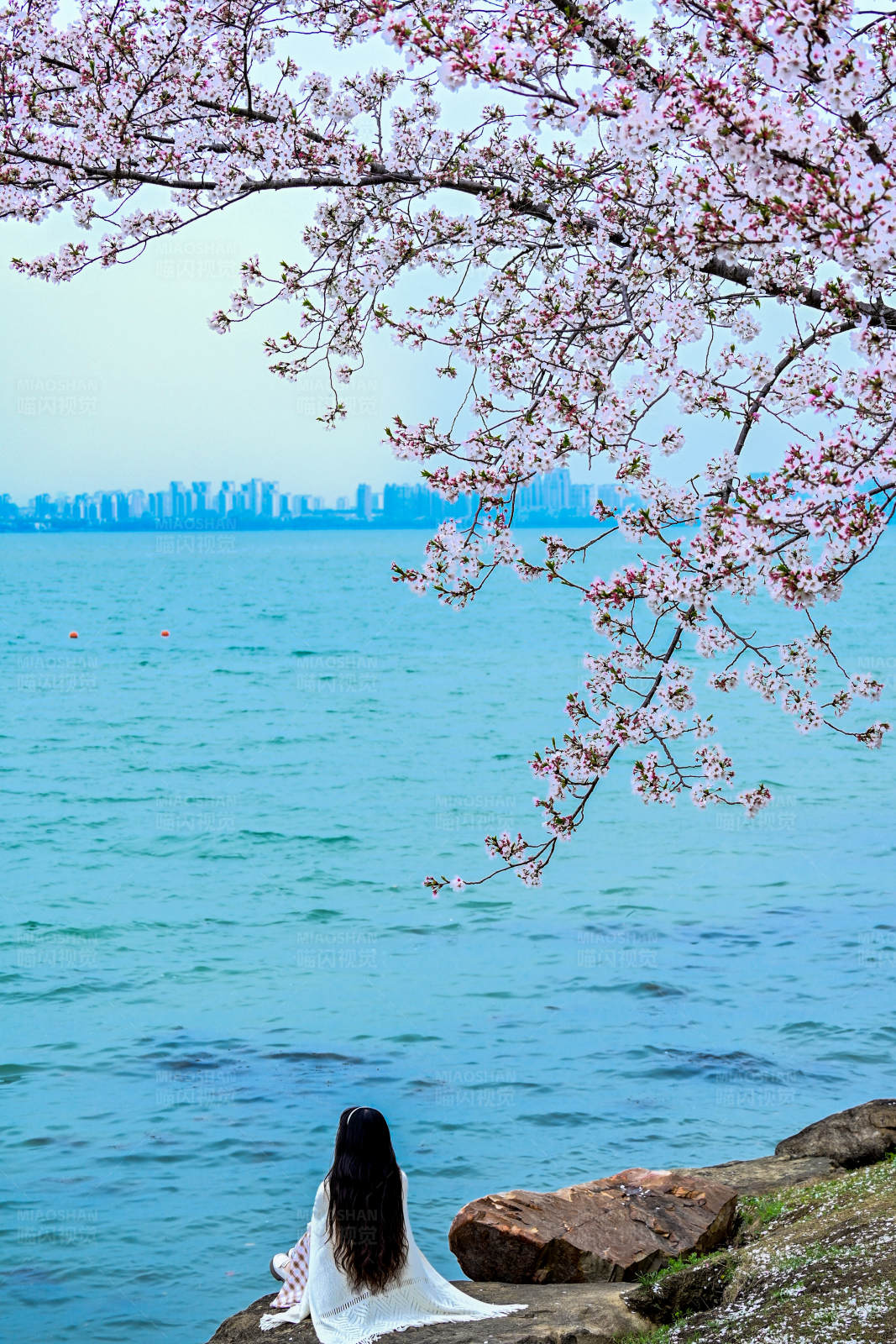 湖畔赏樱图片