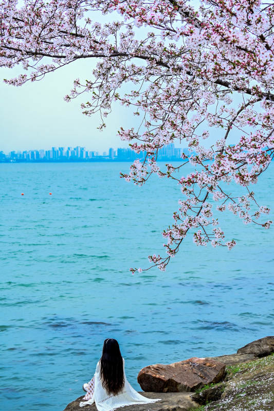 湖畔赏樱图片