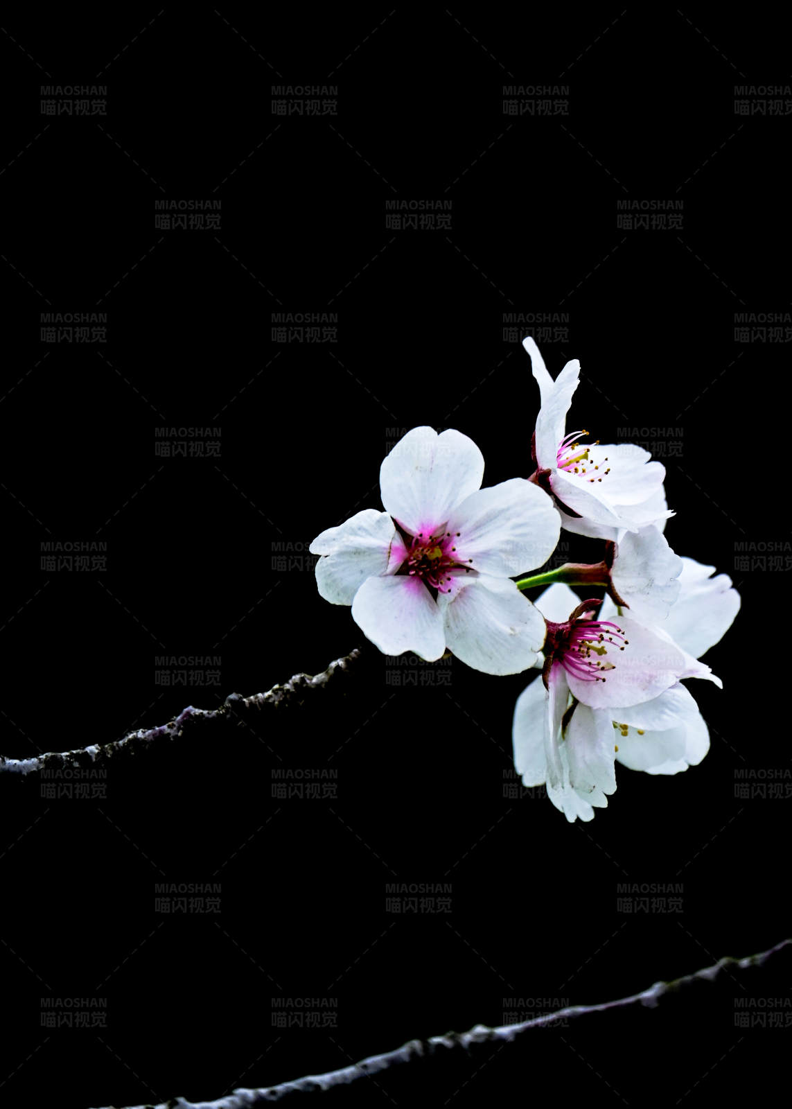 夜色中的樱花图片