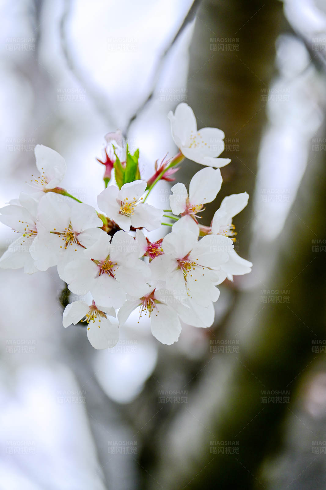 春天的樱花图片