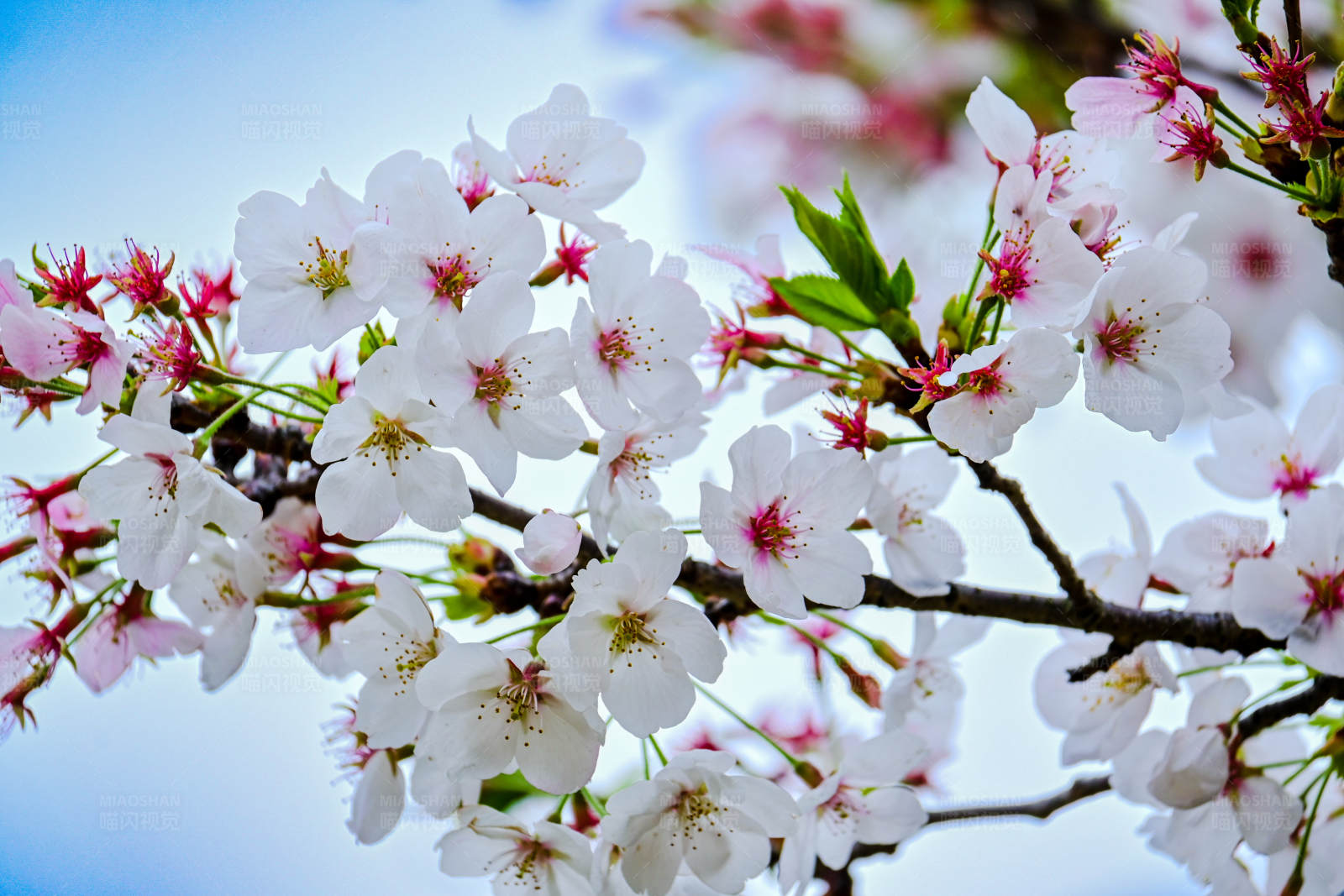樱花盛开的春天图片