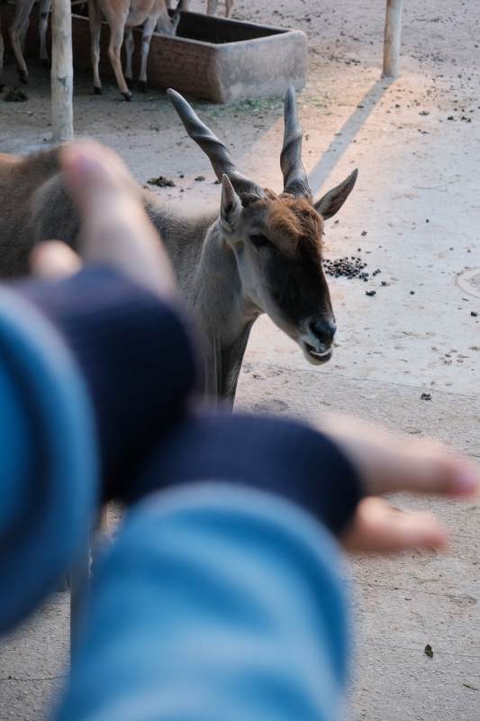 人与大林羚的互动瞬间图片