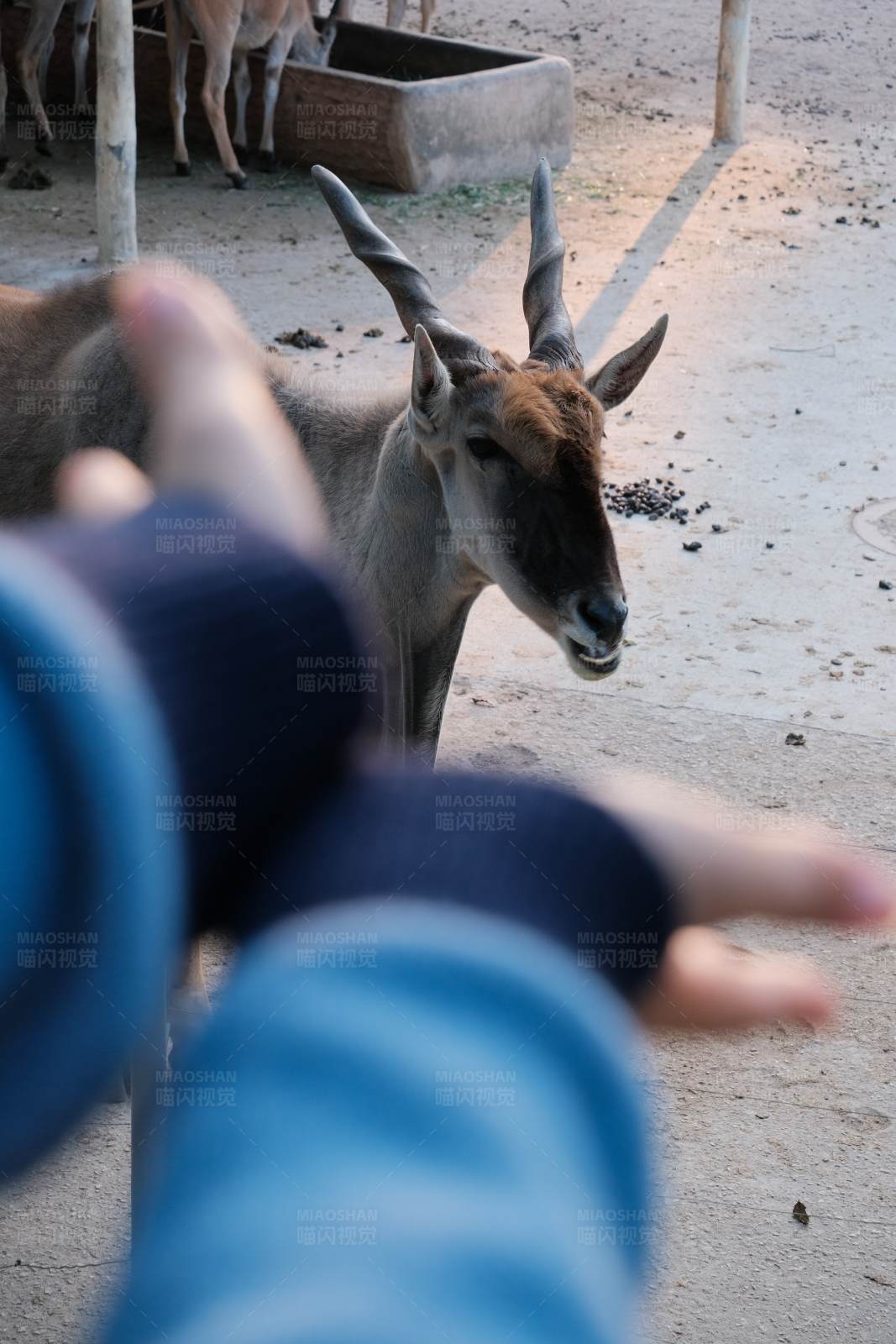 人与大林羚的互动瞬间图片