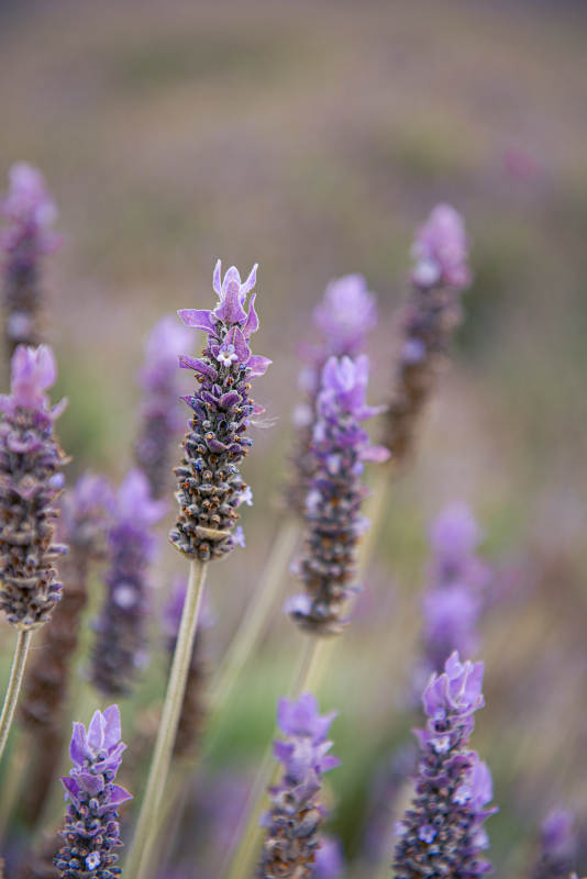 薰衣草的美丽瞬间图片