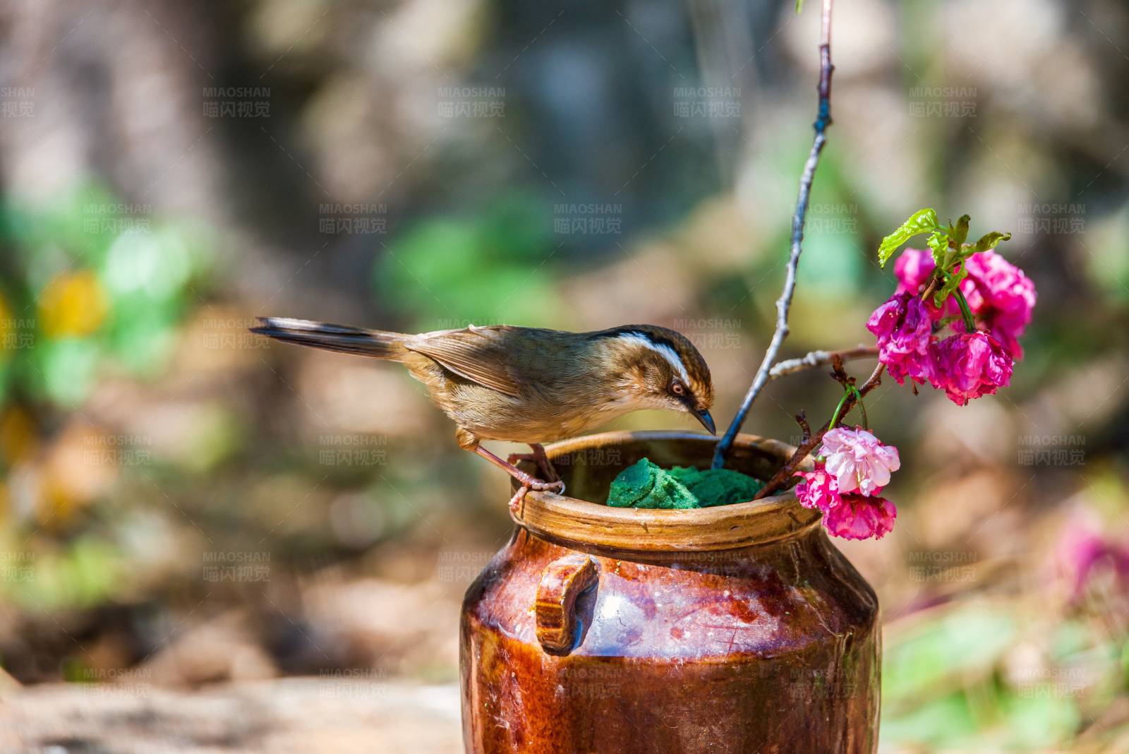 小鸟饮水花间图片