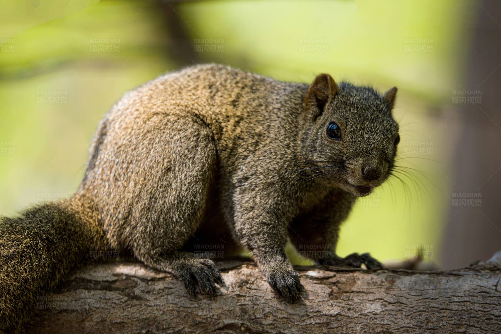 松鼠栖息于林间图片
