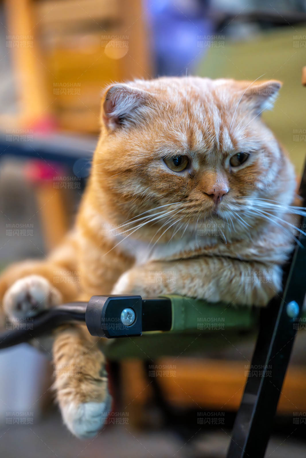 懒猫躺椅休息图片