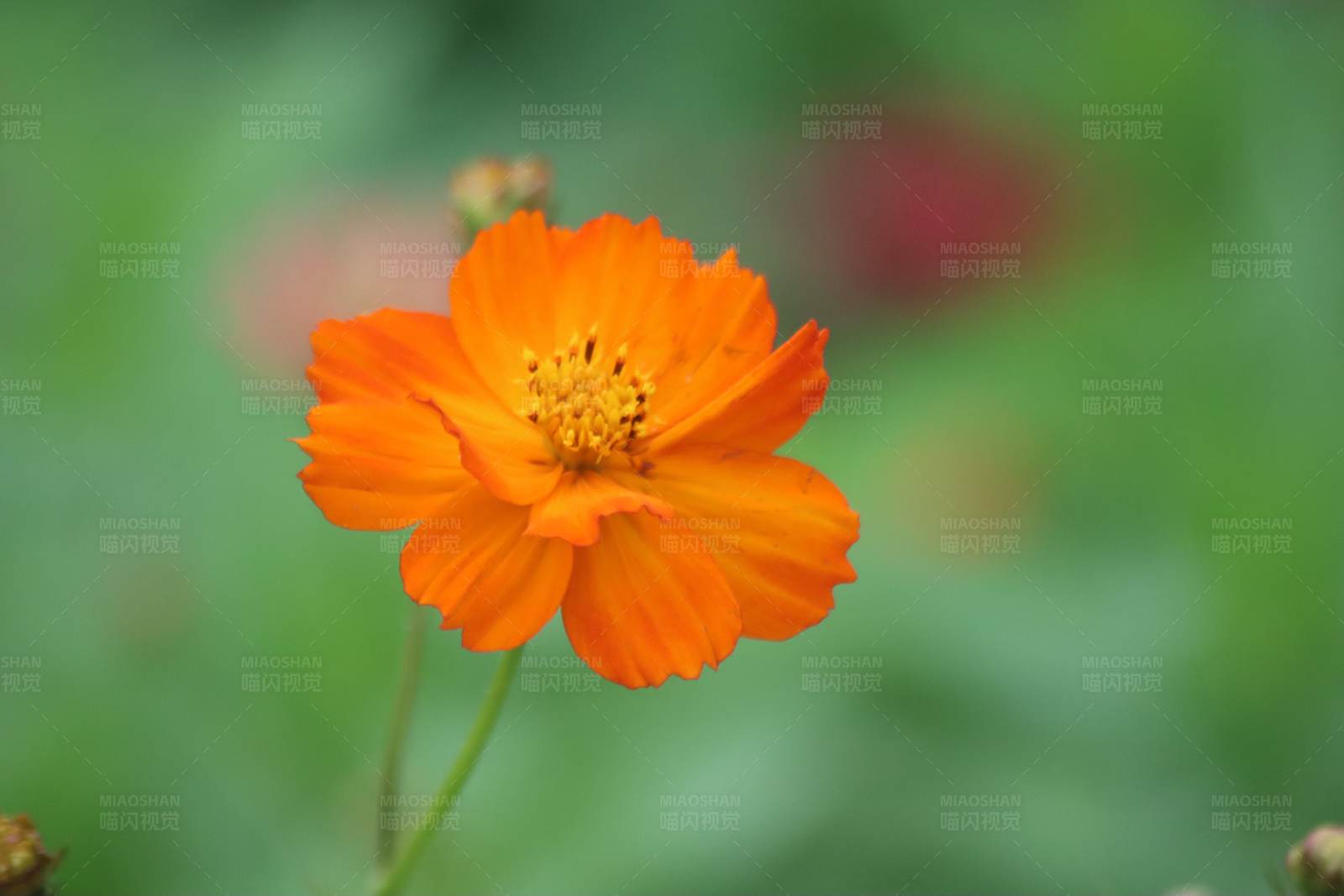 橙色花朵的特写图片