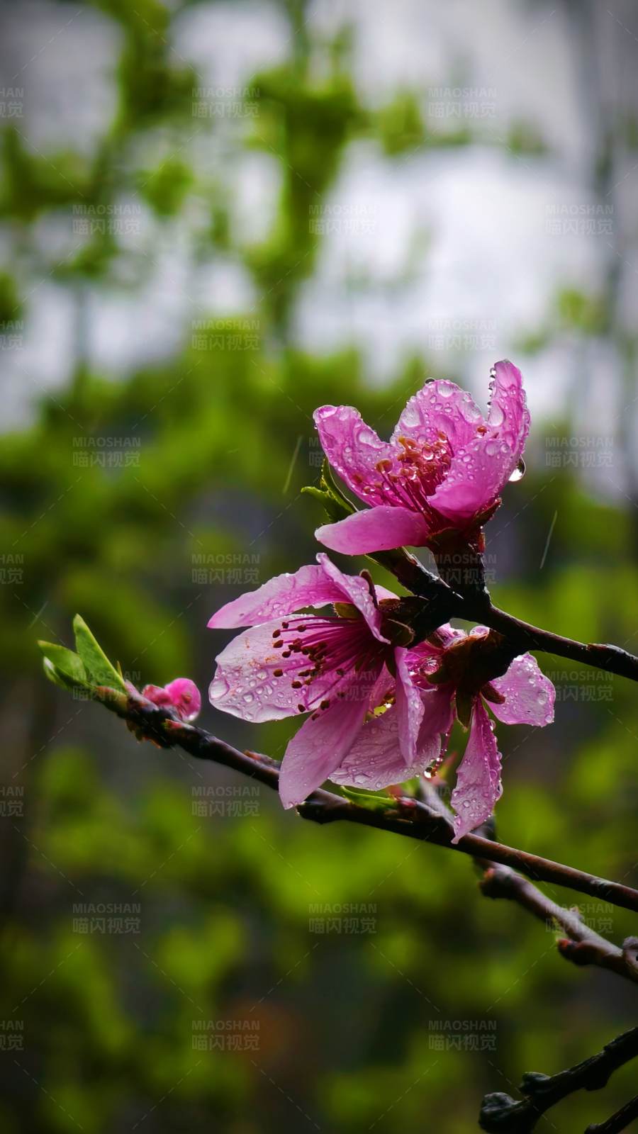 雨中桃花图片