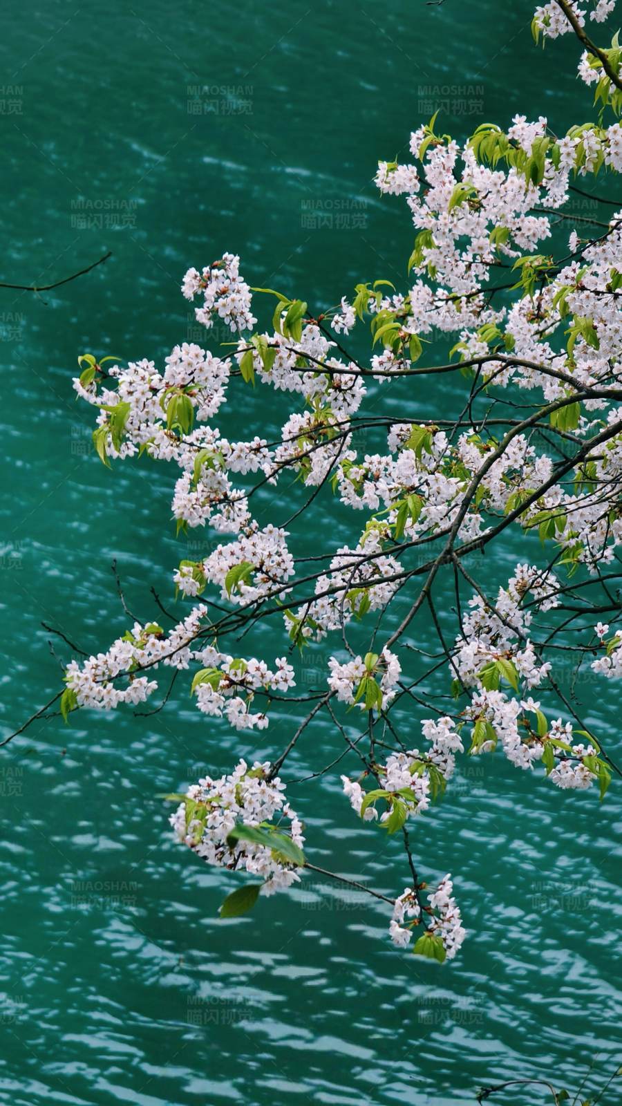 湖畔樱花盛开图片