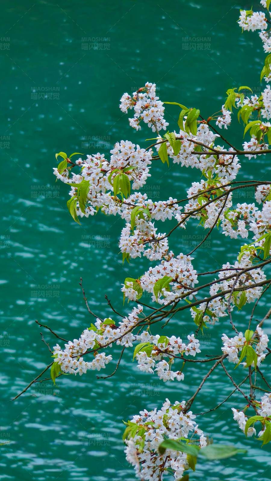 湖畔樱花盛开图片