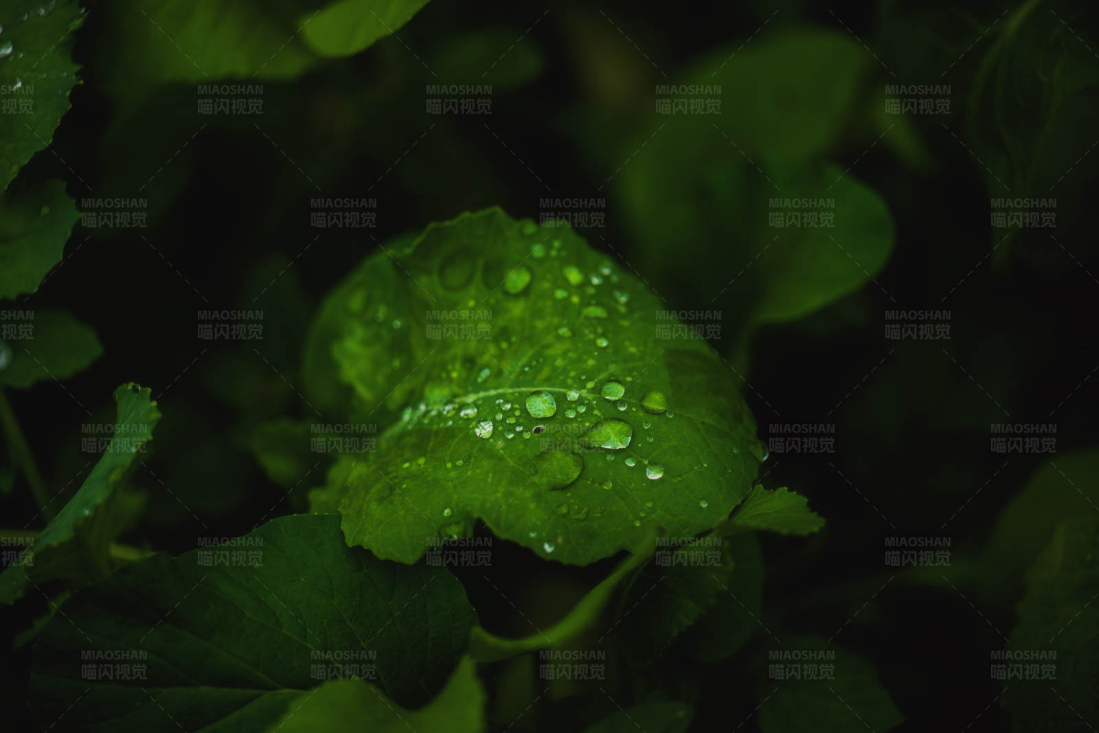 雨后绿叶图片