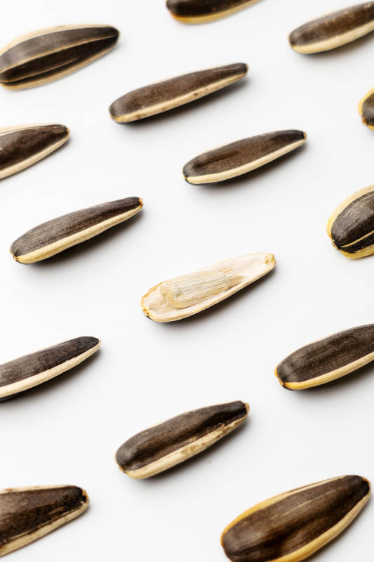 葵花籽的特写图片