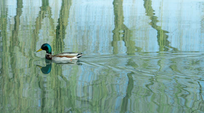 湖面鸭子游图片