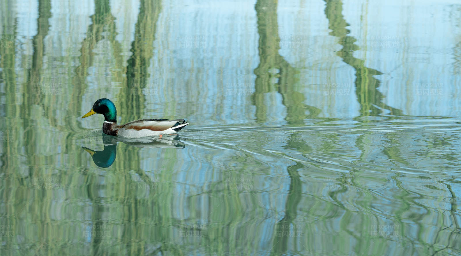 湖面鸭子游图片