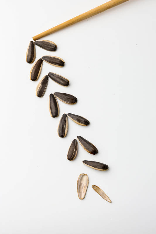 瓜子壳的轨迹图片