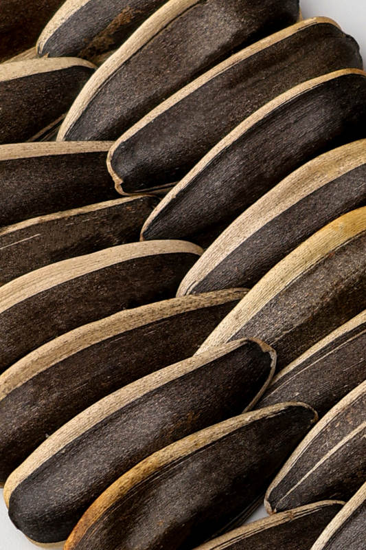 黑芝麻糖饼特写图片