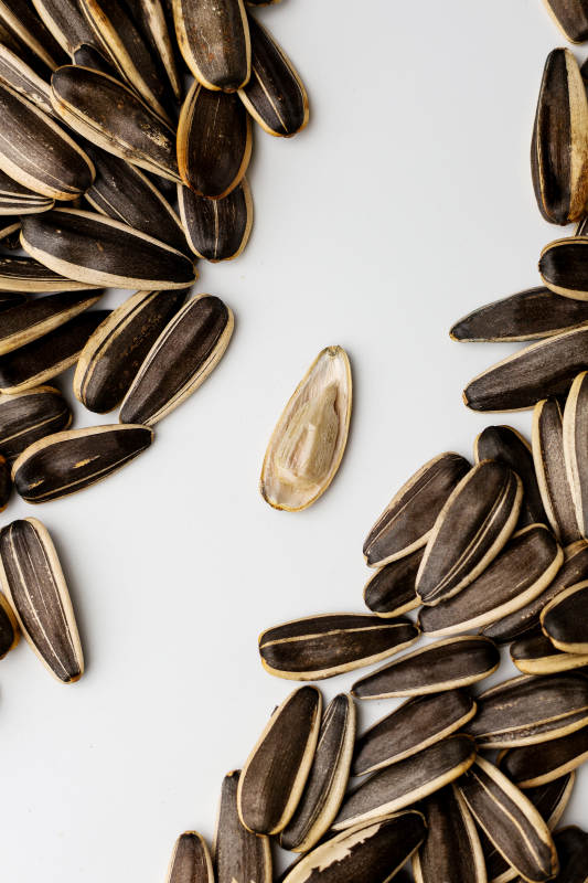 瓜子堆中的孤籽图片