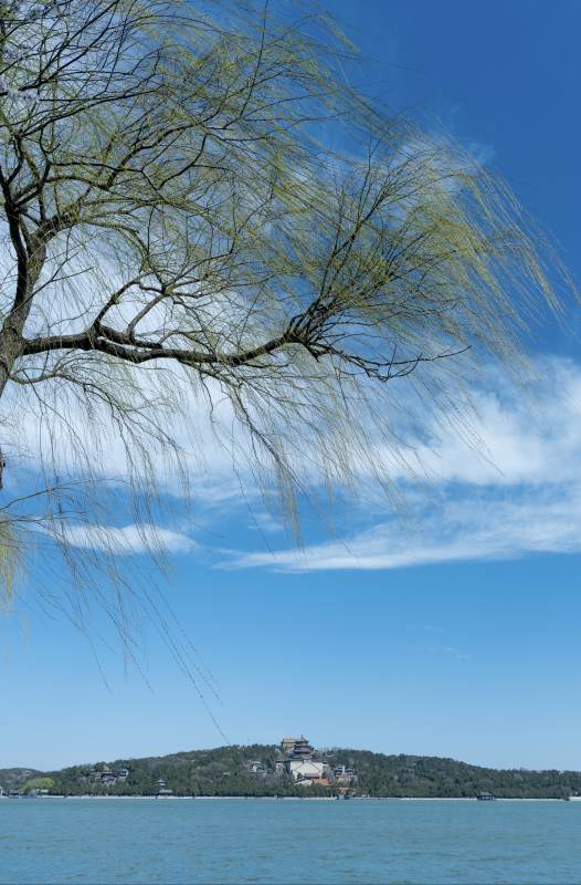 湖畔垂柳 远山古塔图片