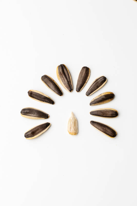 向日葵种子的创意布局图片