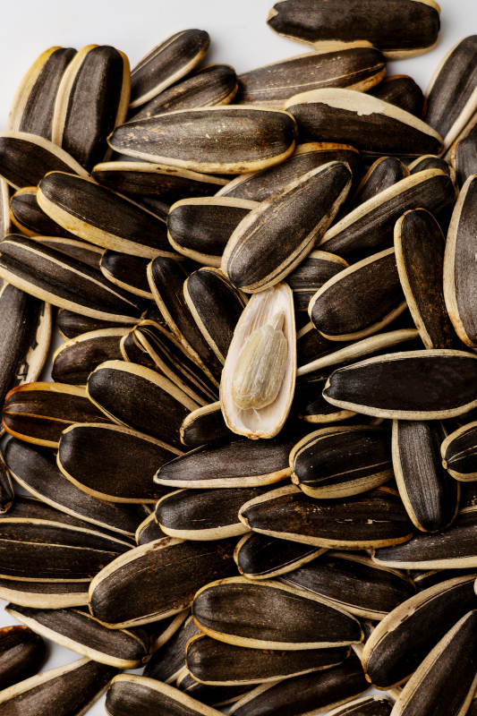 葵花籽堆中的唯一开口图片