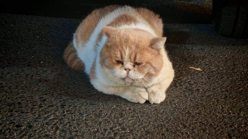 懒洋洋的猫咪图片