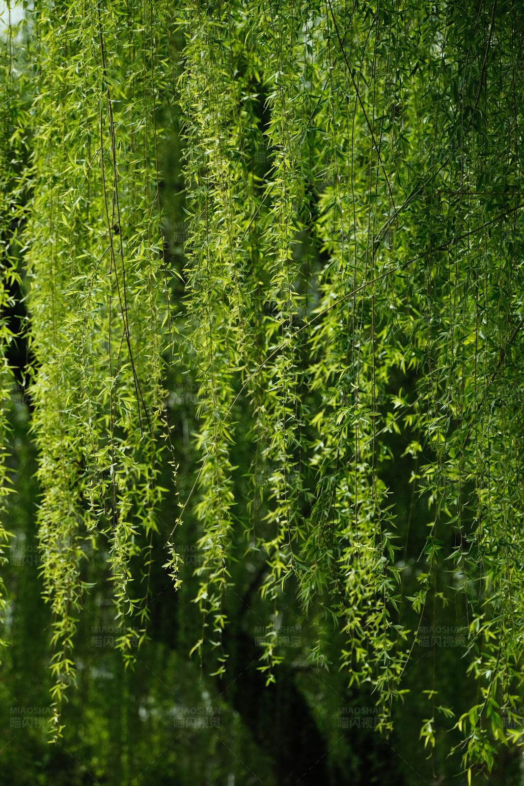 垂柳轻拂 绿意盎然图片