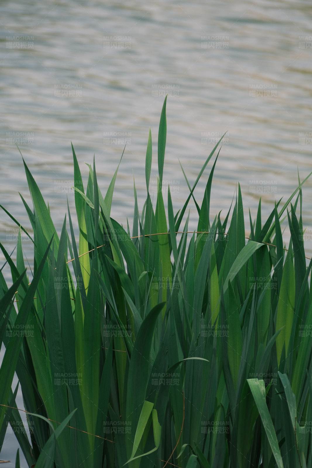 湖畔青草图片
