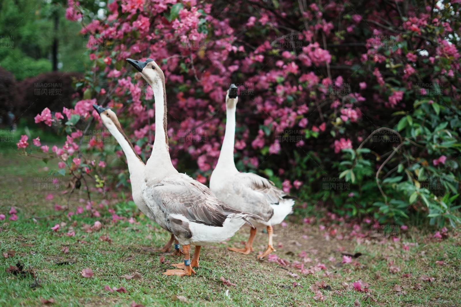 鹅游花间图片