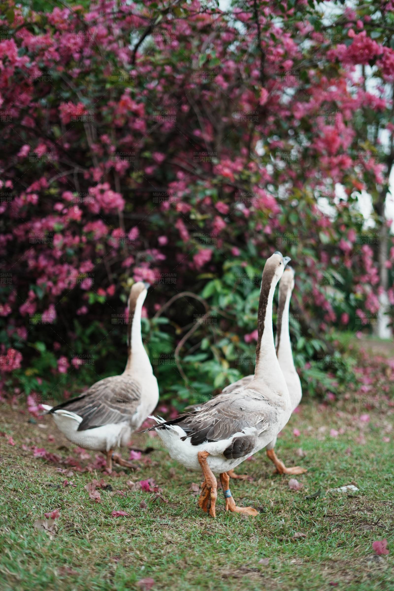 鹅与花海图片