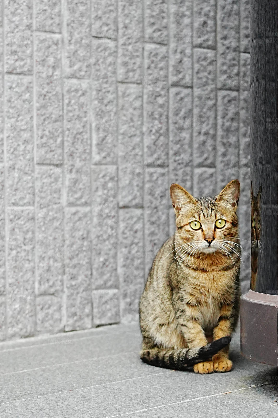 墙角的虎斑猫图片