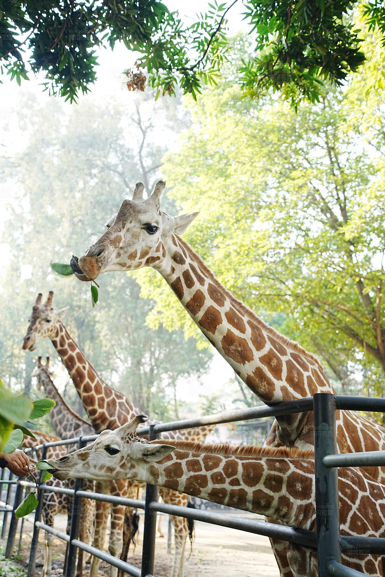 长颈鹿的悠闲时光图片