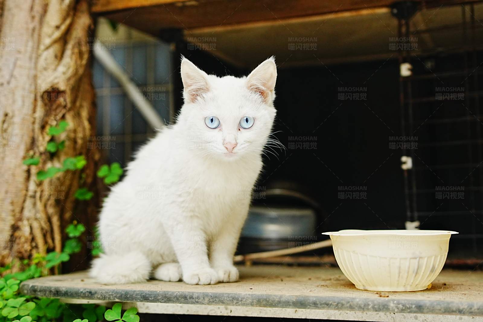 白猫与它的食碗图片