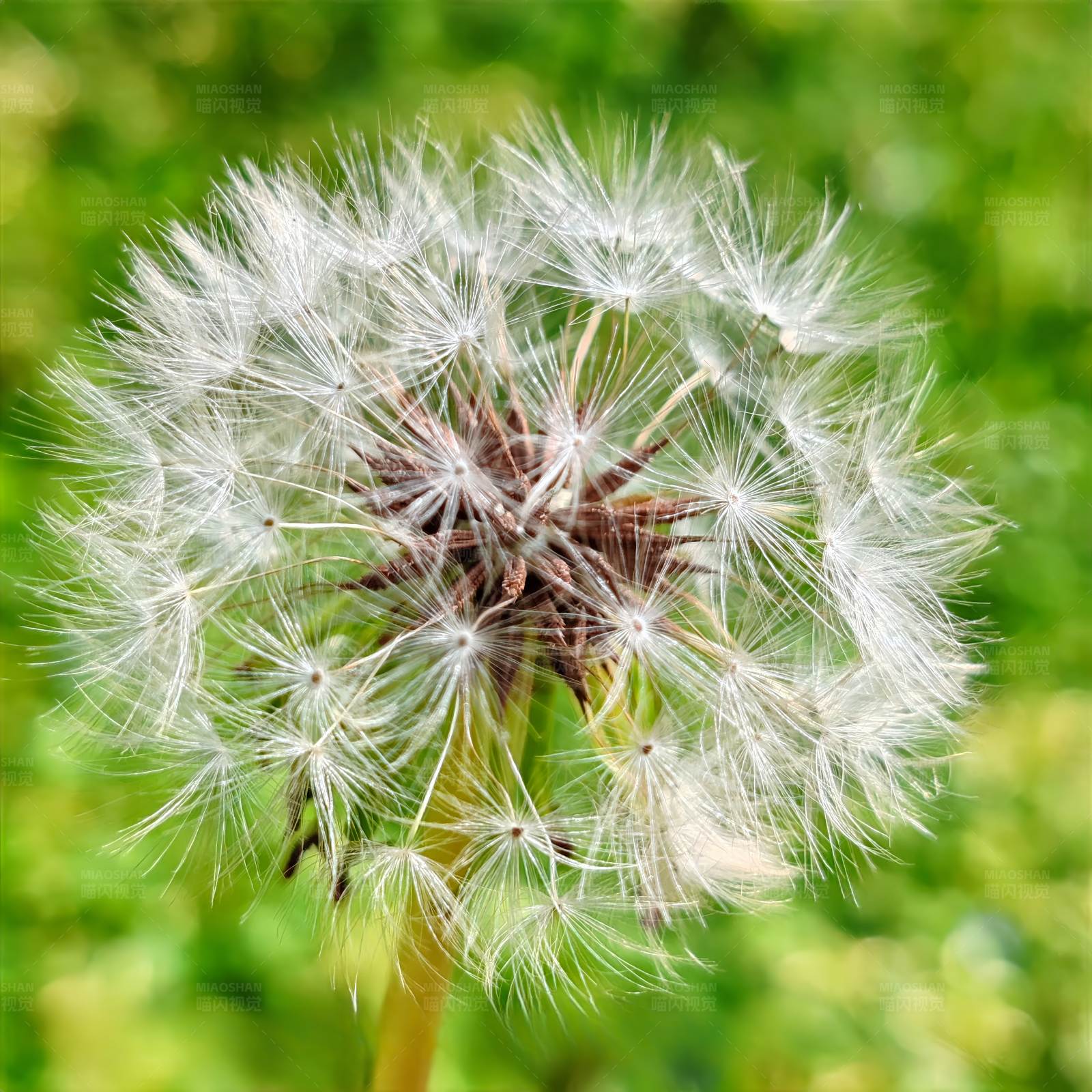 蒲公英的种子图片