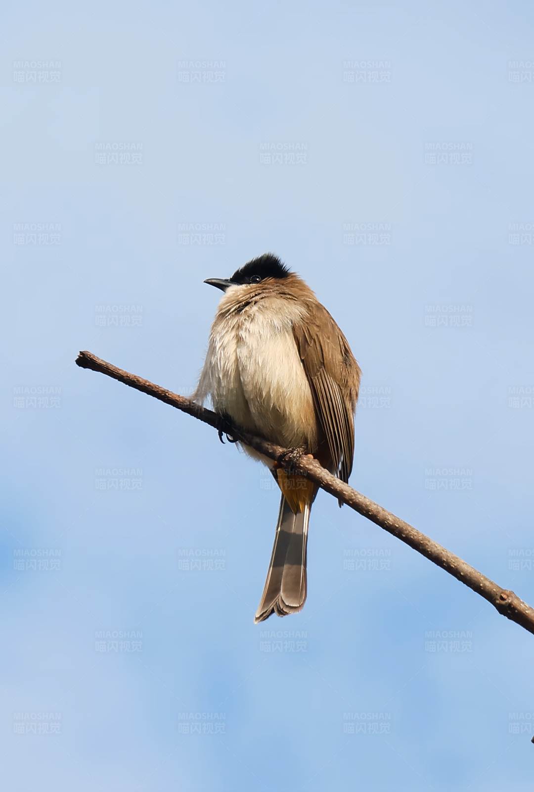 鸟儿栖息在树枝上图片