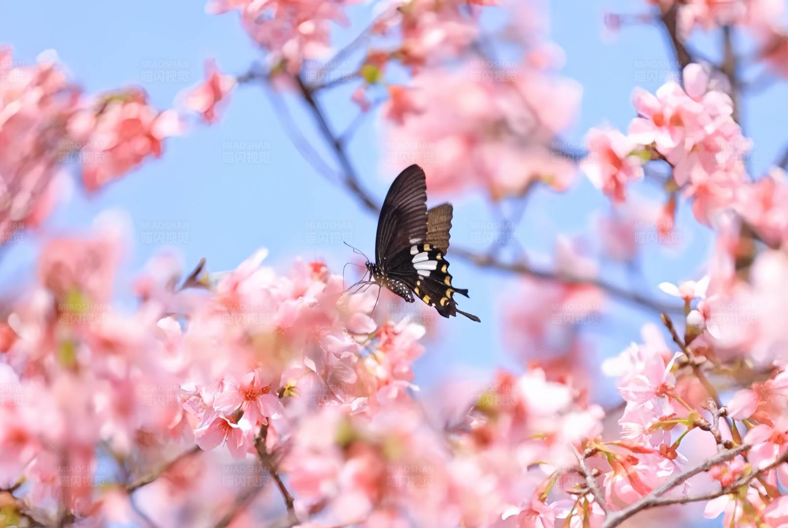 蝶舞樱花间图片
