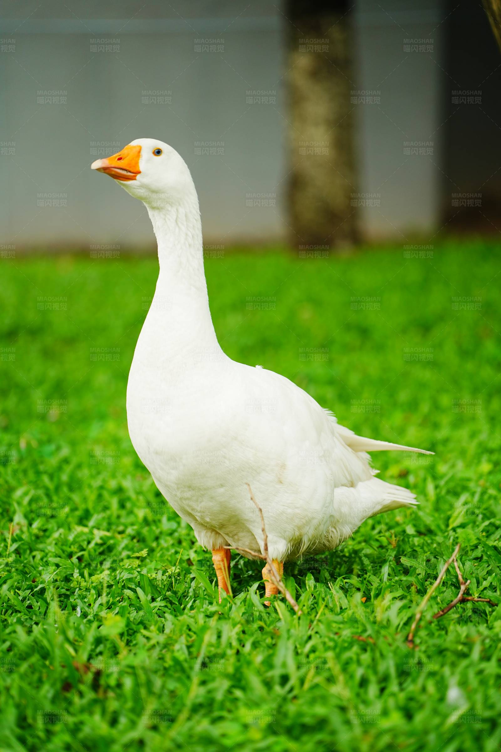 白鹅漫步青草地图片