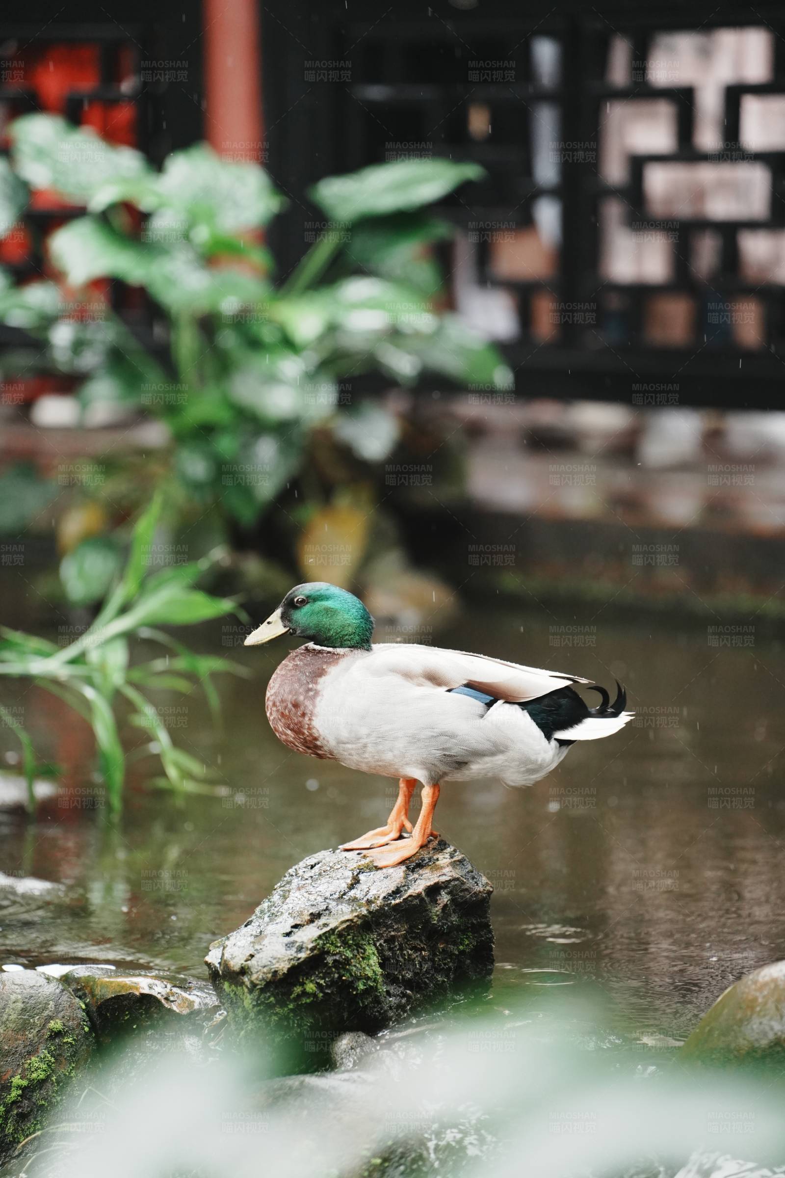 雨中鸭子栖石上图片