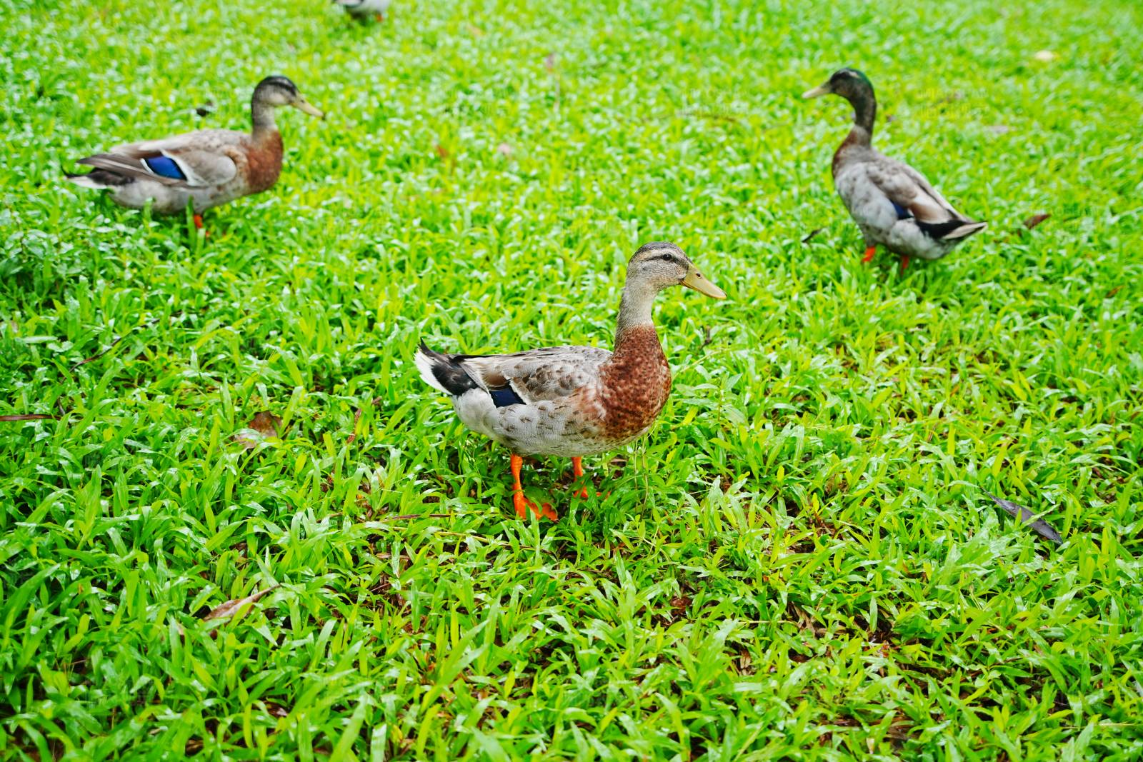 草地上的鸭子图片