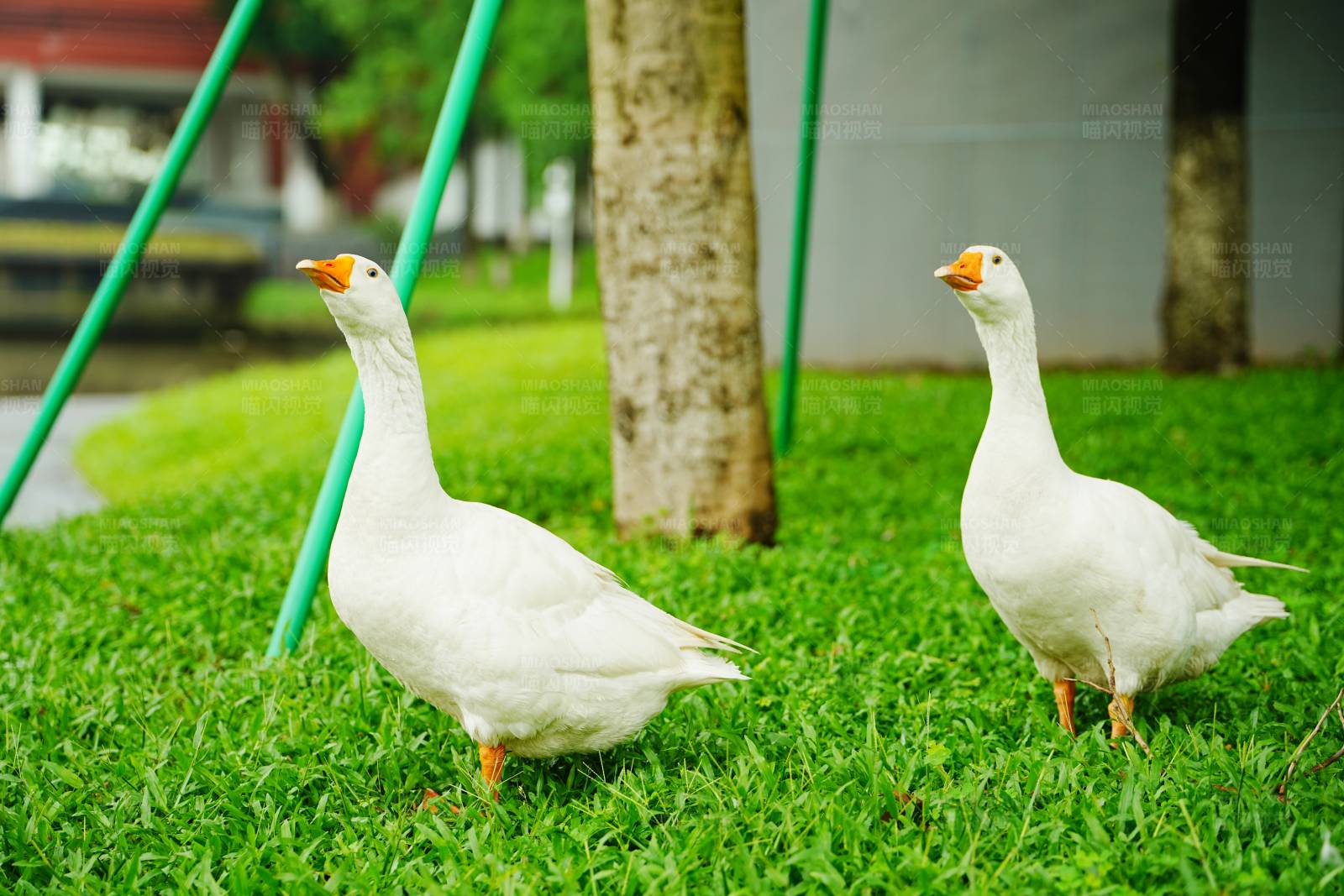 两只白鹅在草地上图片