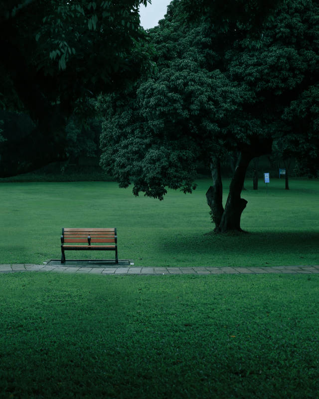 公园长椅与绿树图片