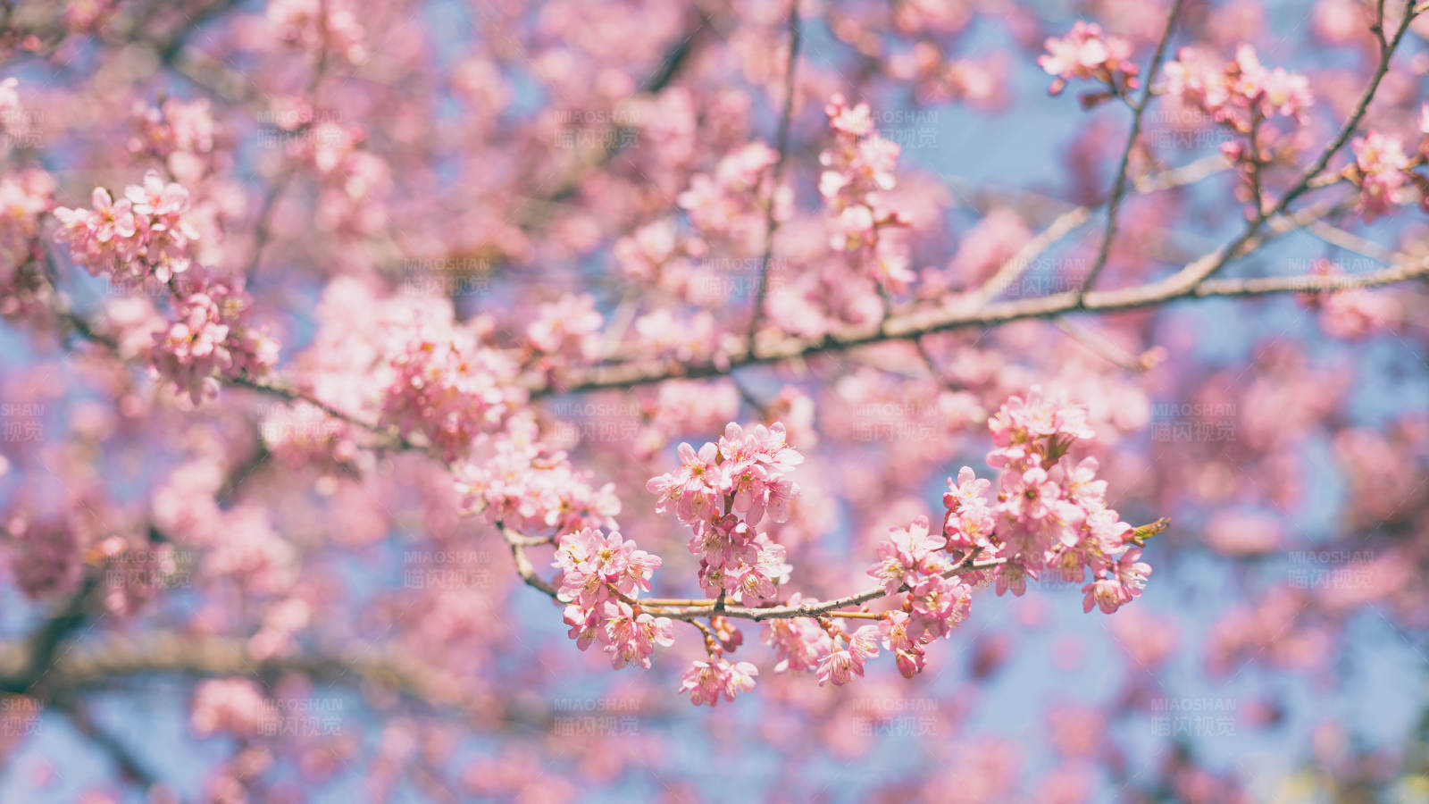 粉色樱花绽放图片
