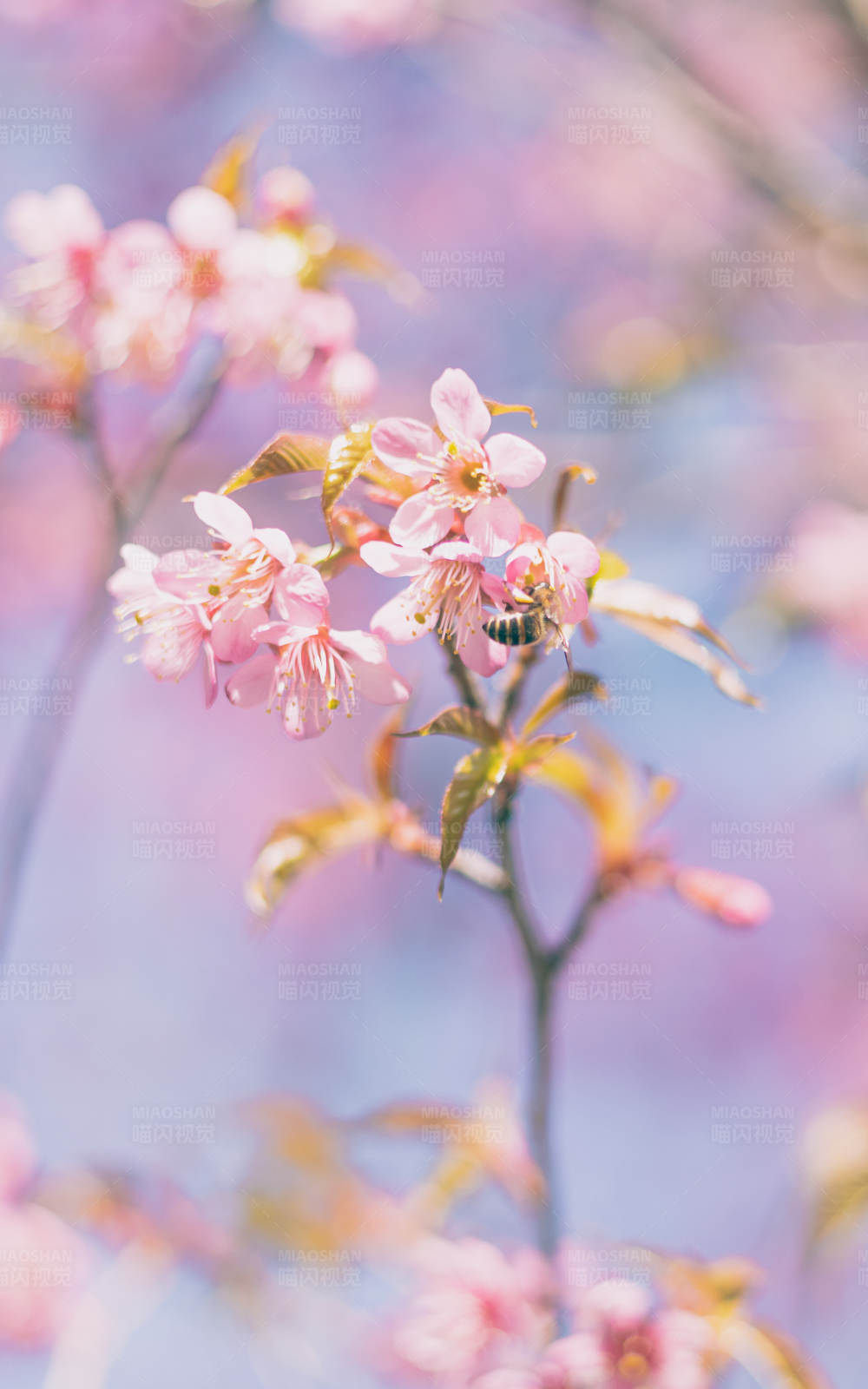春日蜜蜂采蜜忙图片