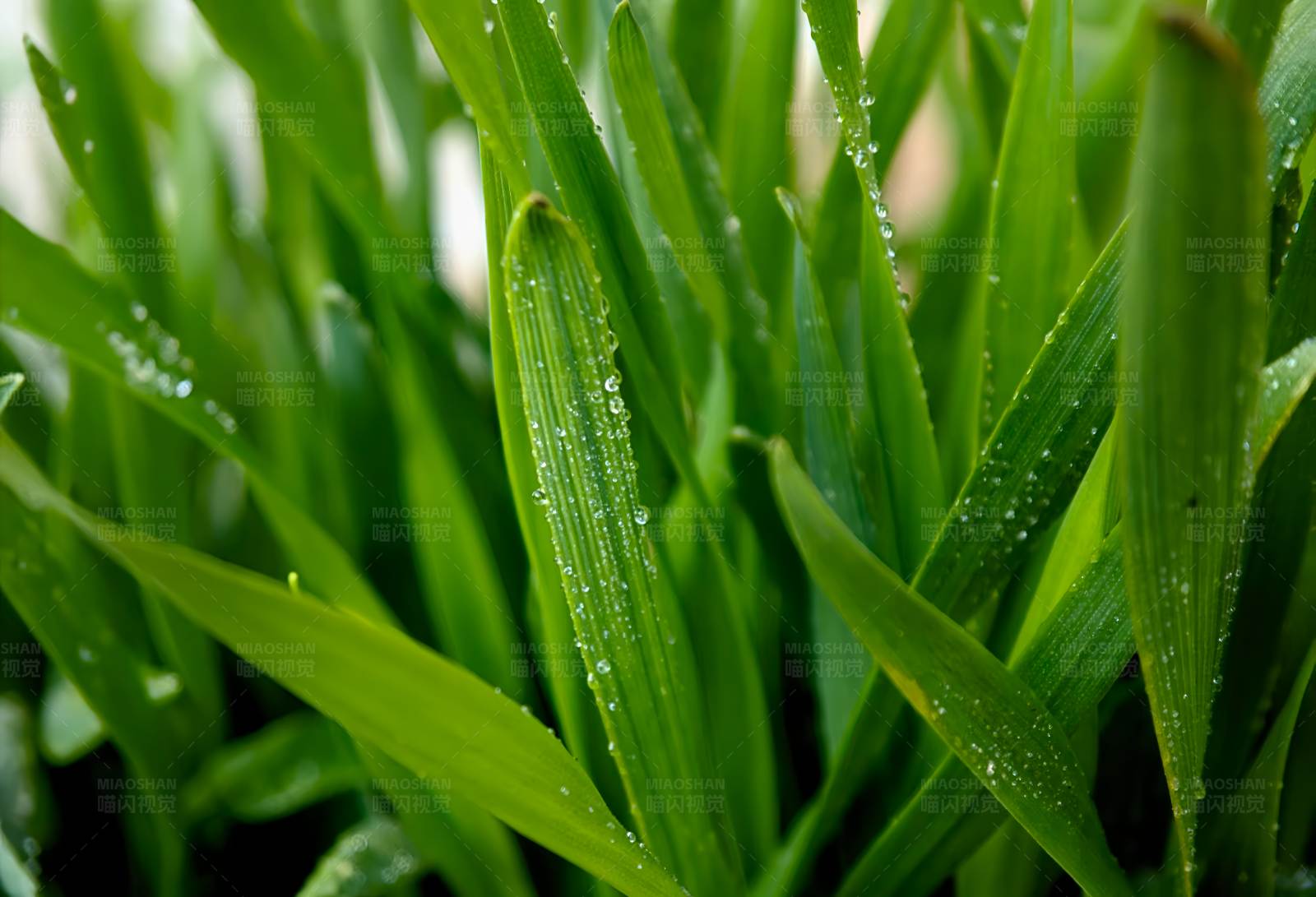 雨后青草图片