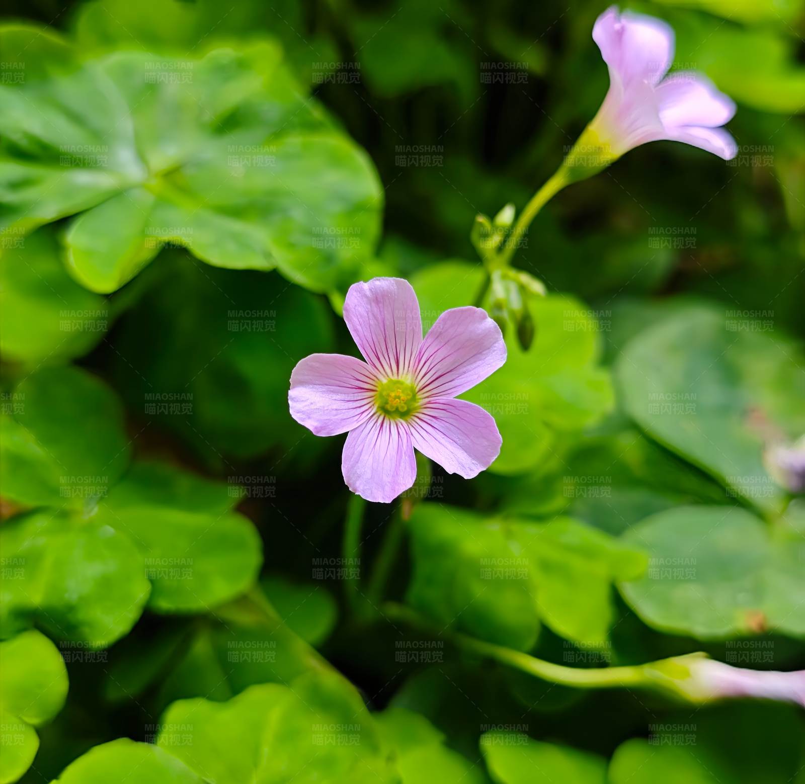 紫色小花与绿叶图片