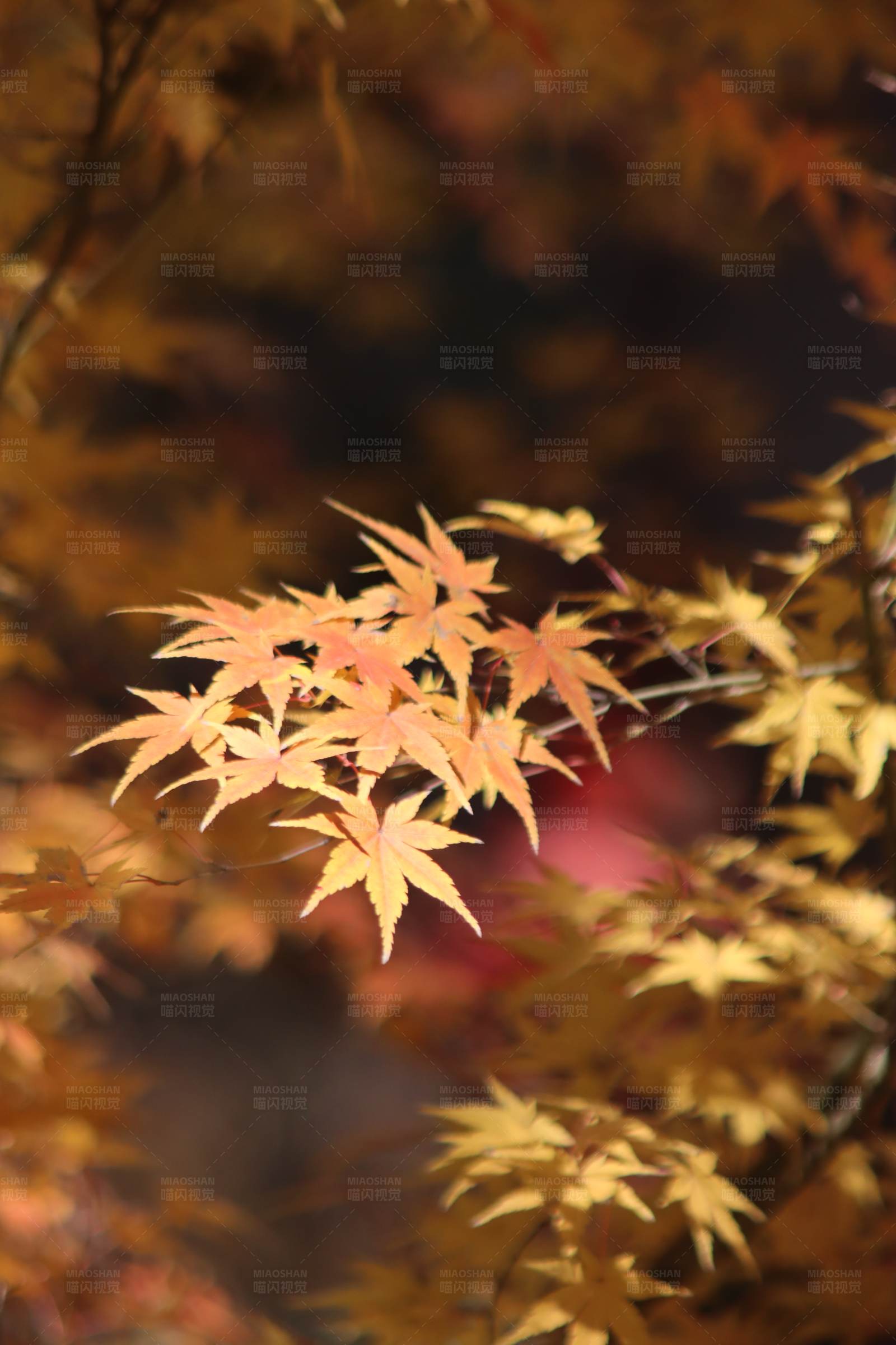 秋日枫叶图片