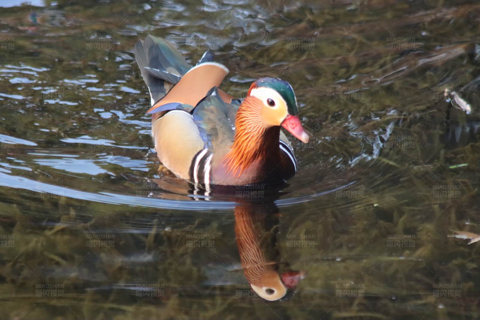 鸳鸯水中游图片