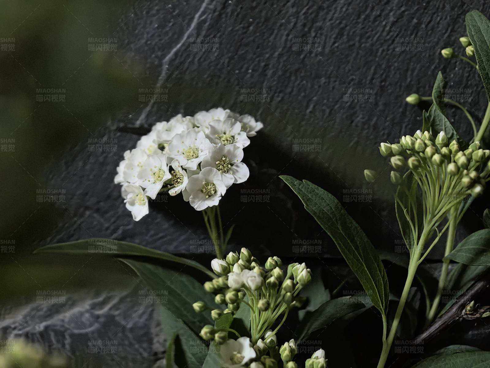 白花绿叶映衬石墙图片