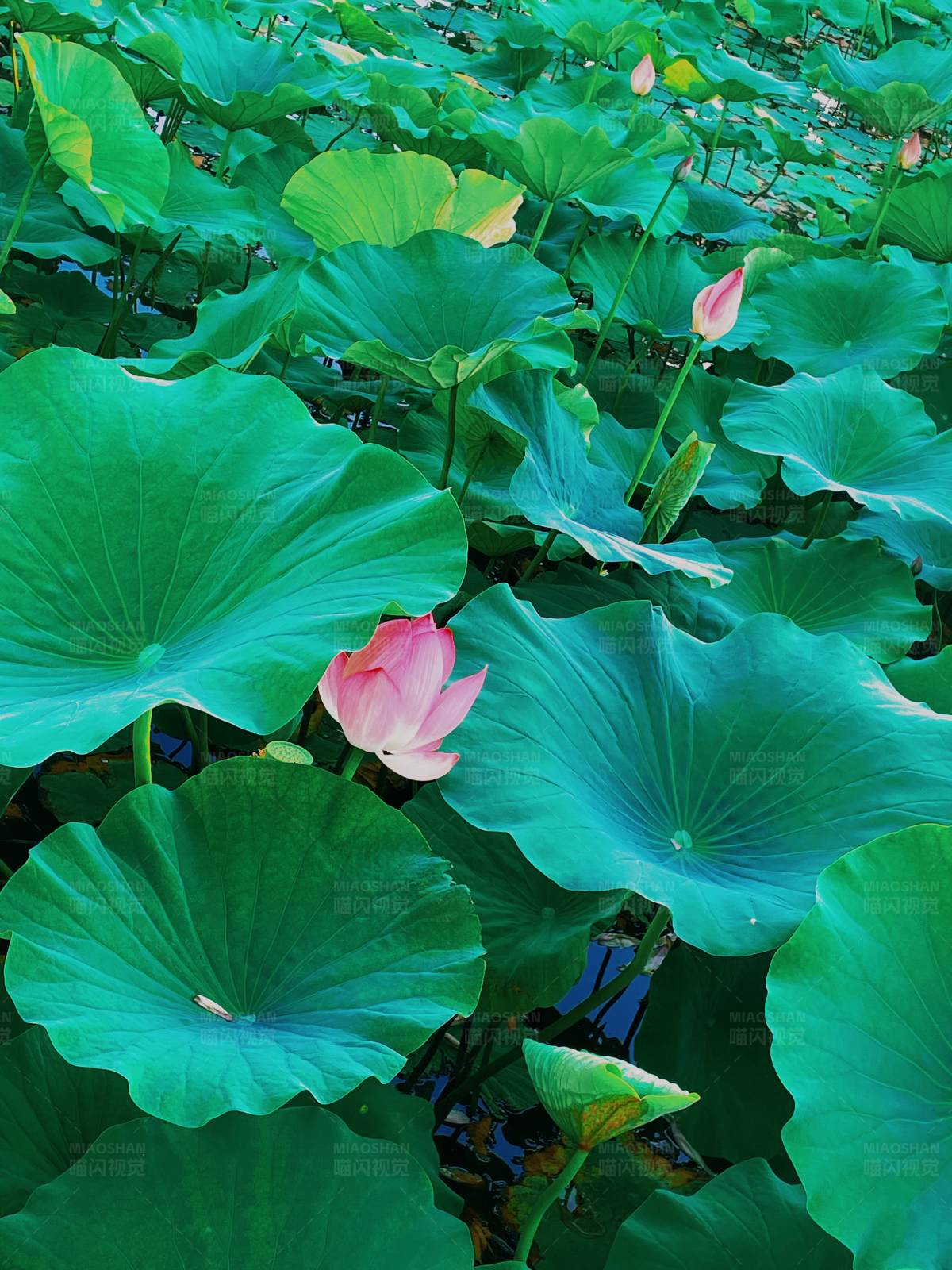 荷叶田田 粉莲初绽图片